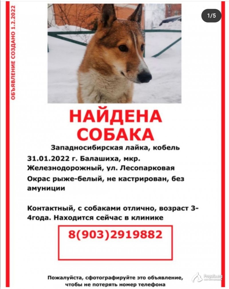 найден кобель зсл / Балашиха
