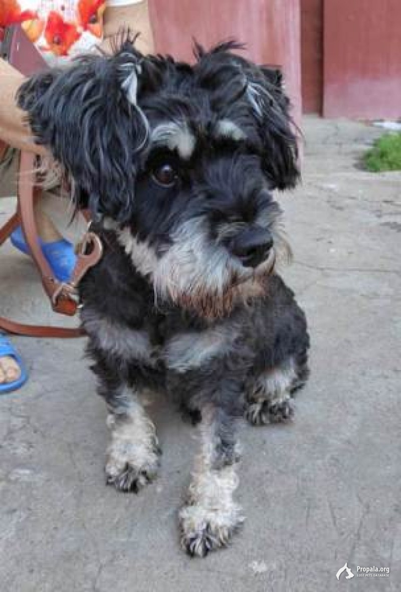 13 июля 2022 года во Фрязино найден терьер