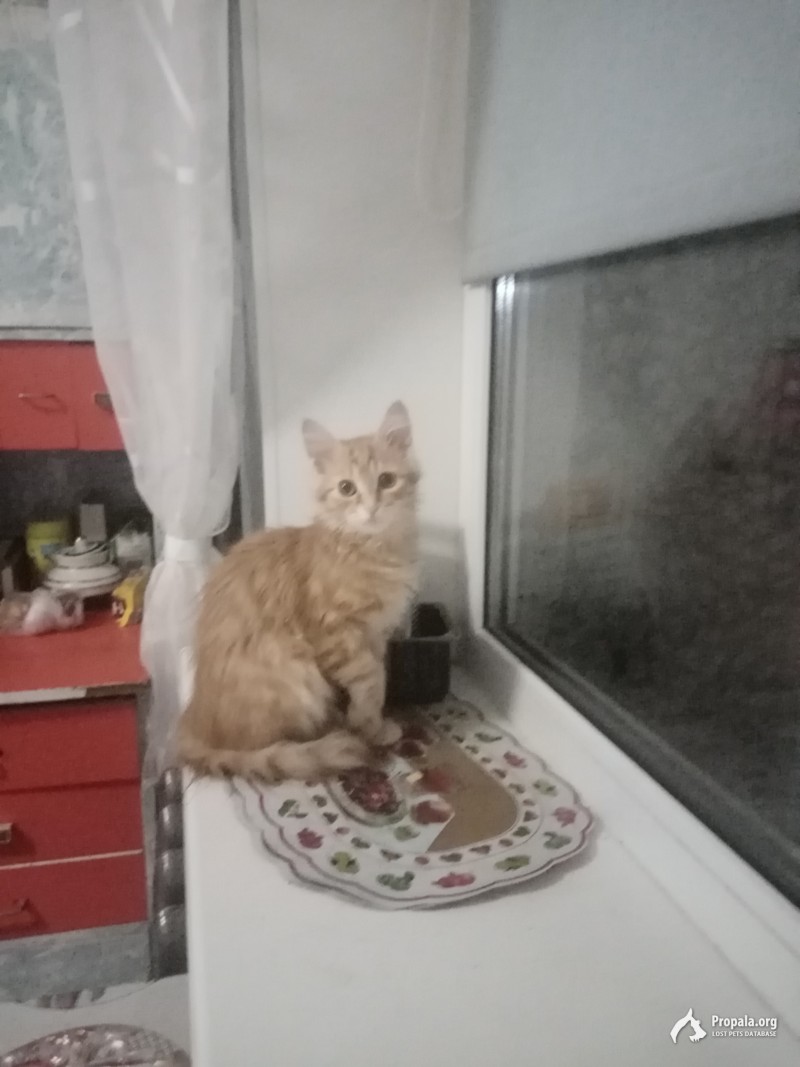 Пропала кошка.
