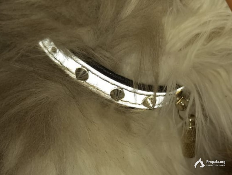 Потерялся кот Краснодар