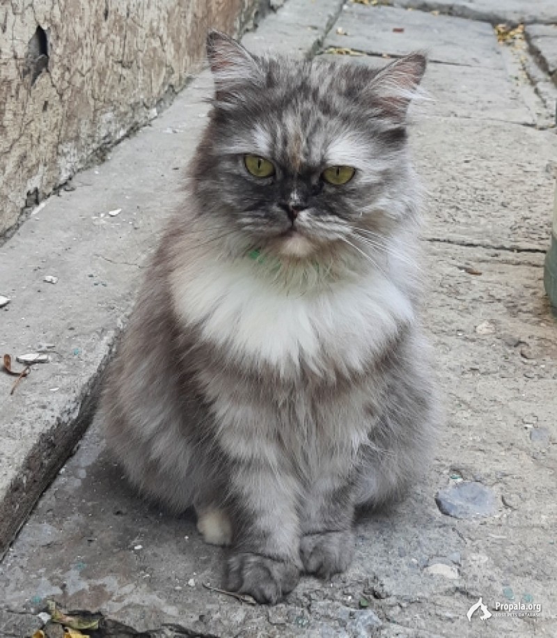 Пропала кошечка.