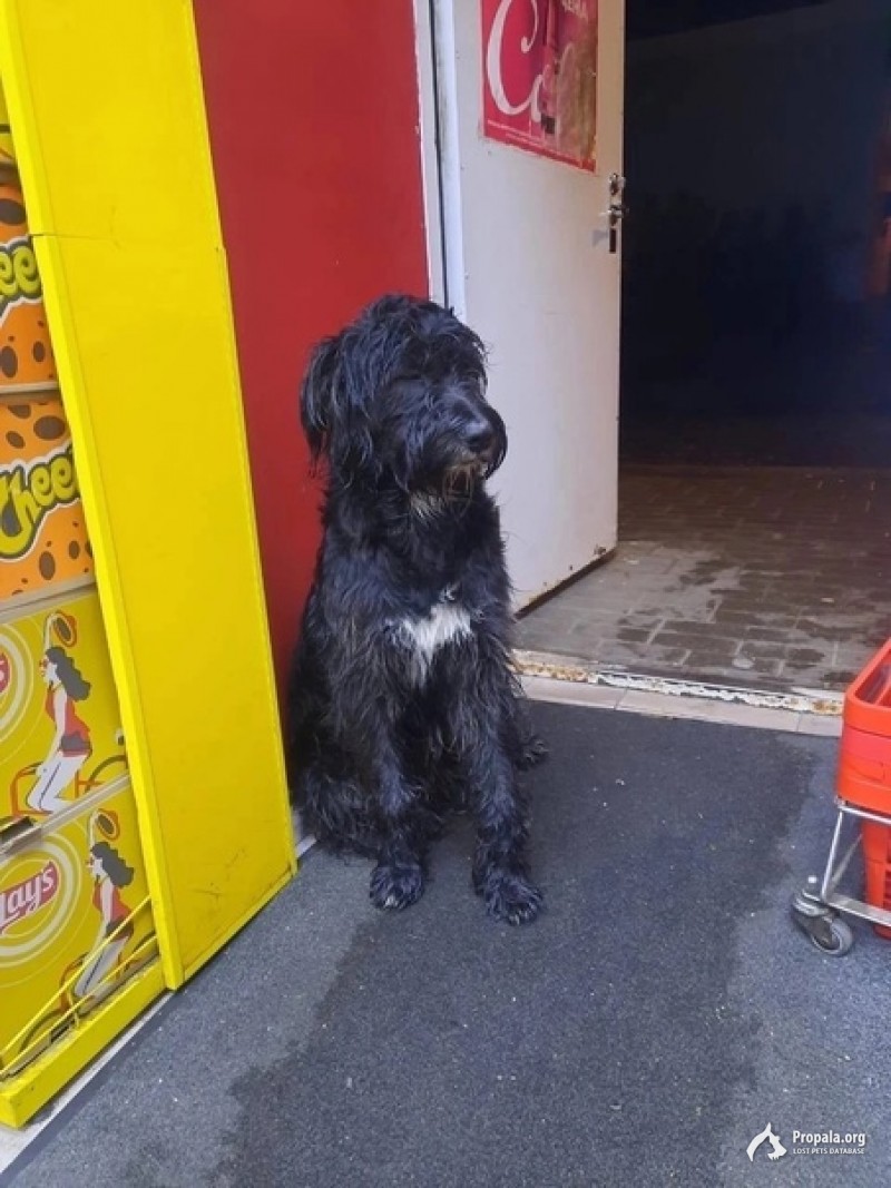  Найдена  черная собака в Орехово- Зуево  МО