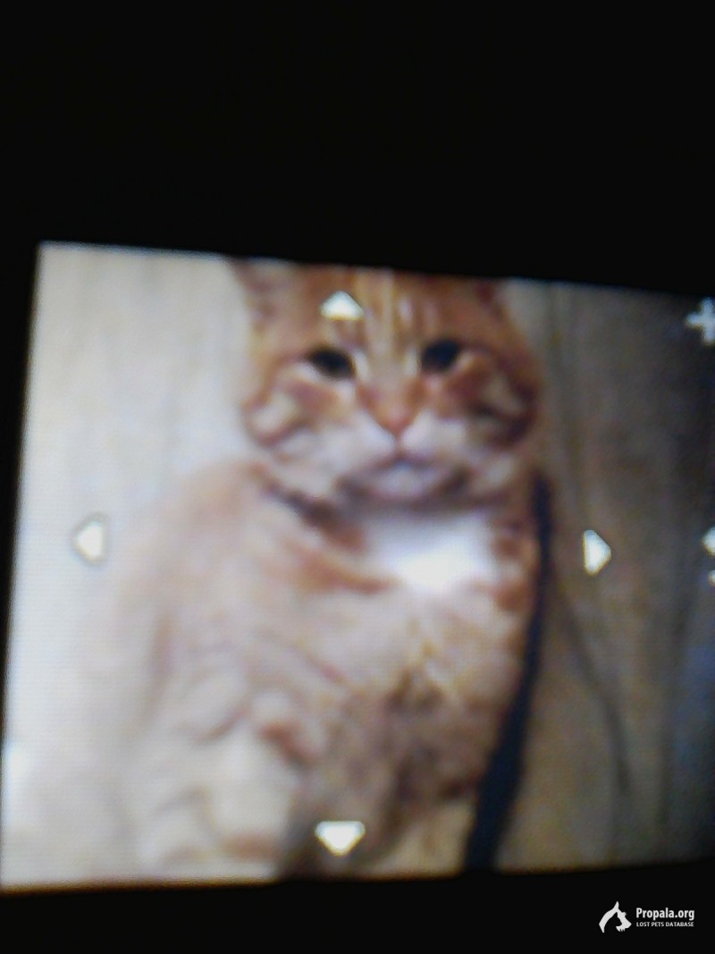 Пропал кот