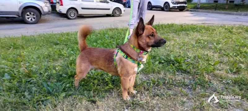 СПб Калининский район. Найден кобель, молодой, 15 кг