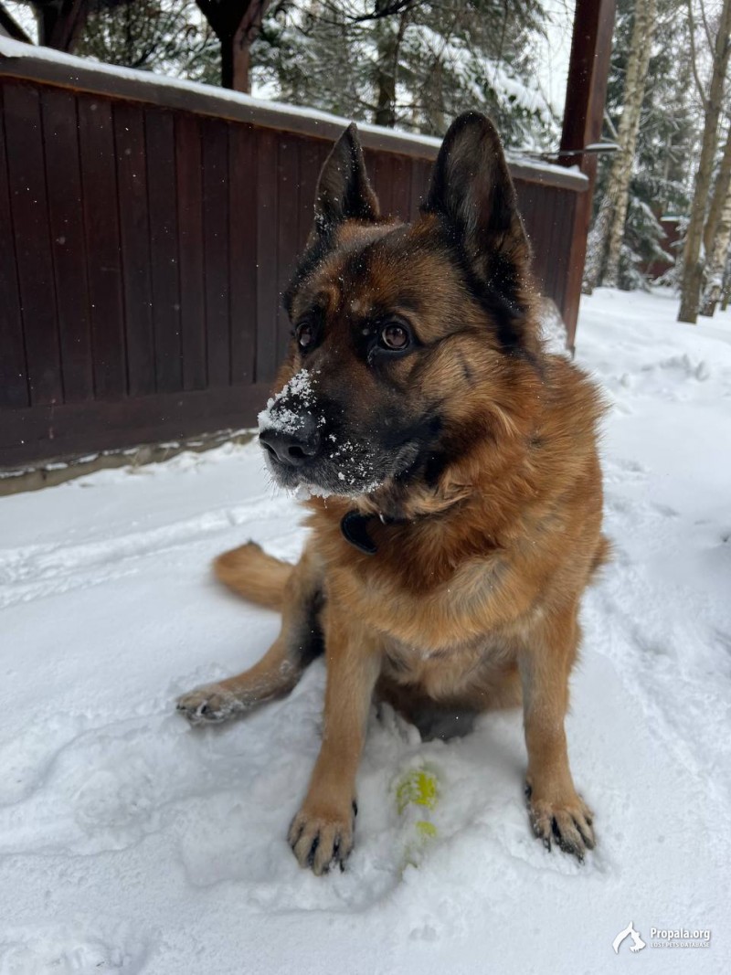 Украли собаку