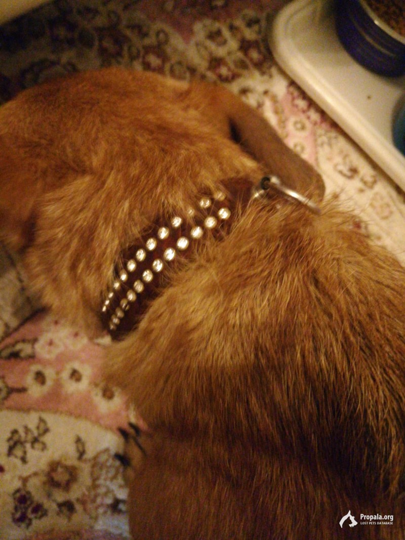 Найдена собака москва