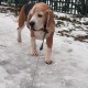 Пропала собака! Чеховский район, СНТ Столбищево