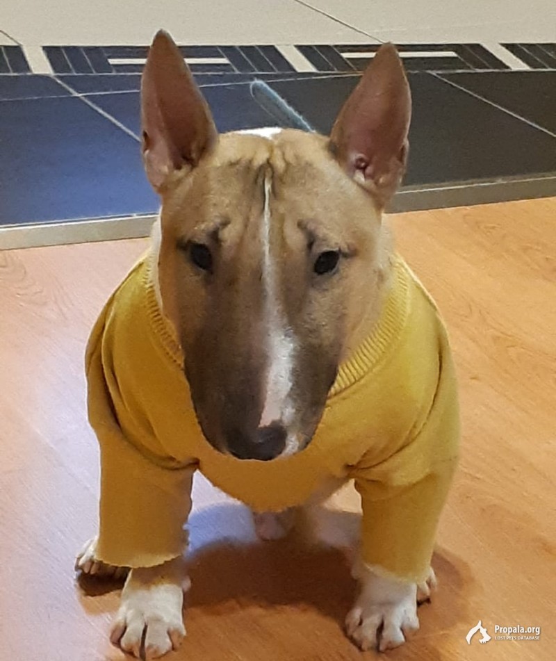 ПРОПАЛА СОБАКА 27 февраля в 16.00