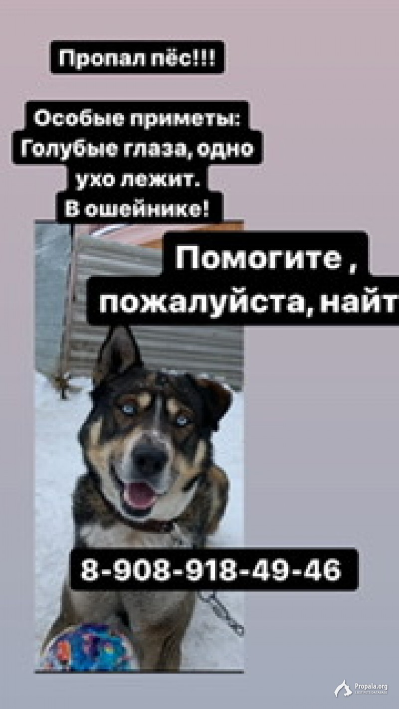 Пропала собака!!! Репост! Екатеринбург