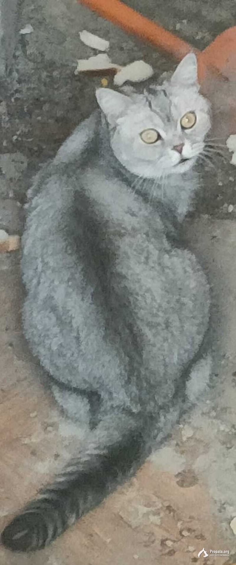 найдена кошка британская шиншилла