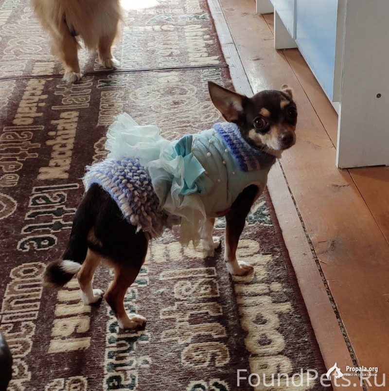 Пропала собака чихуахуа.