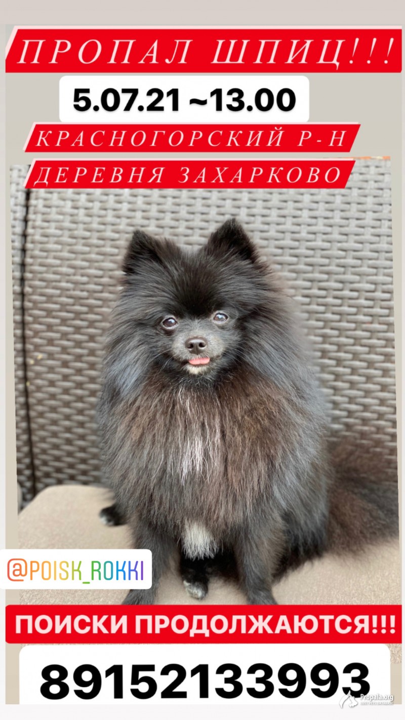 ПРОПАЛ ШПИЦ!!!
