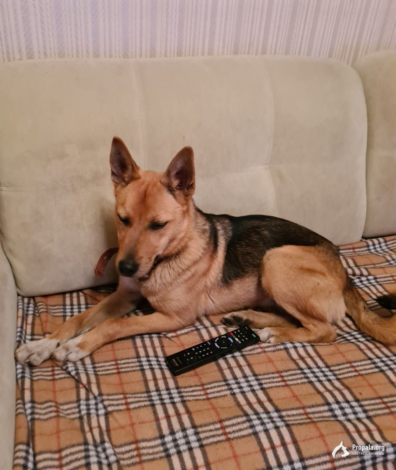 Найден молодой метис восточно-европейской овчарки