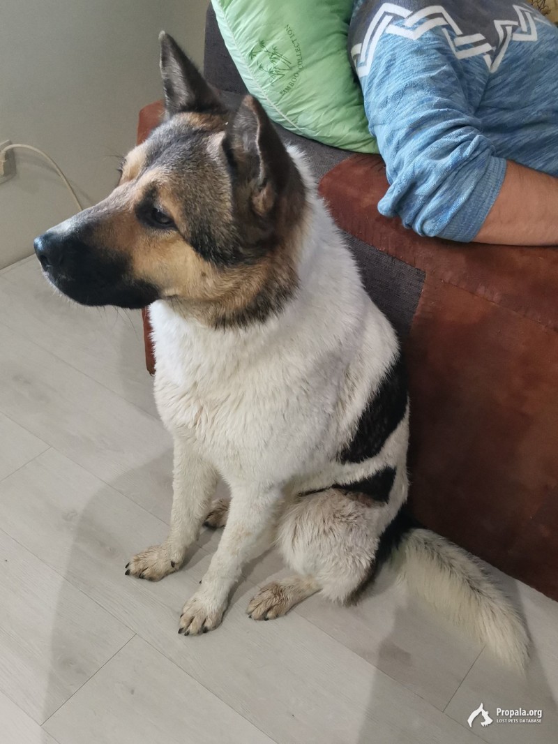 Пропал наш друг и член семьи