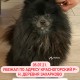 ПРОПАЛ ШПИЦ!!!