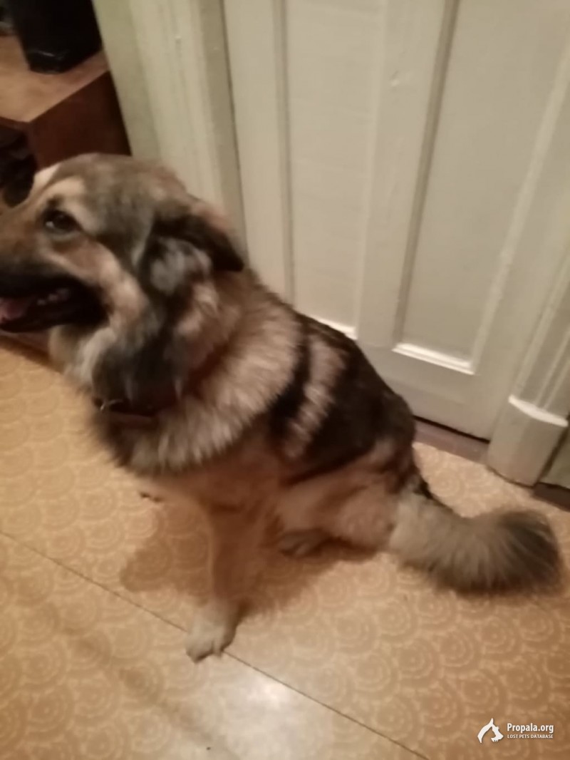 Найдена собака