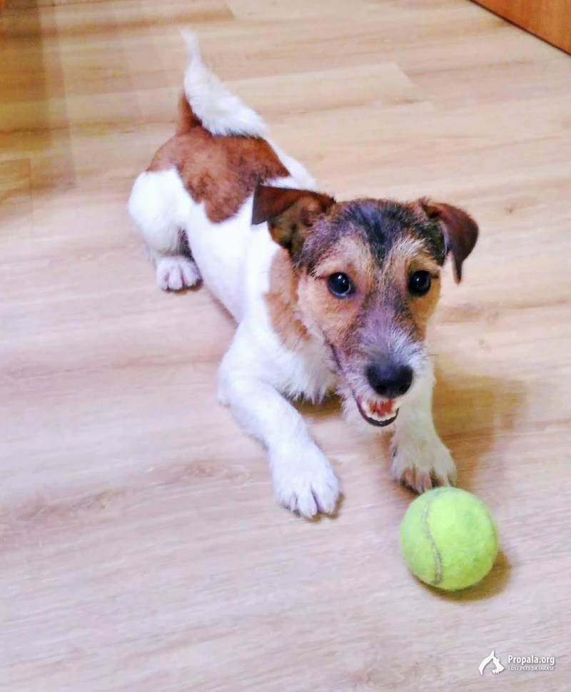 Пропала собака.