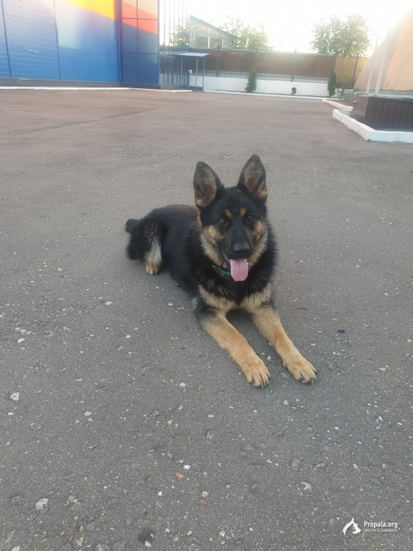 Пропала собака немецкая овчарка