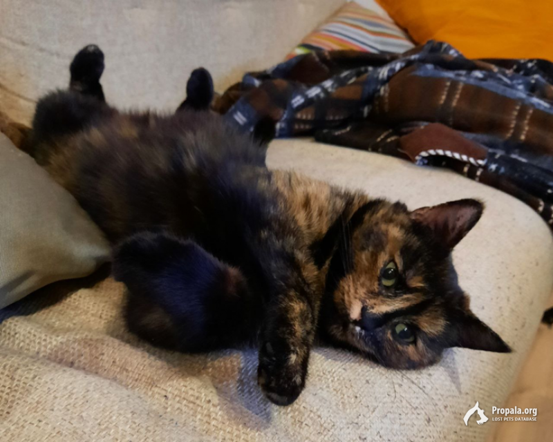 Пропала кошка в районе Говорово