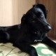Найдена черная молодая собака