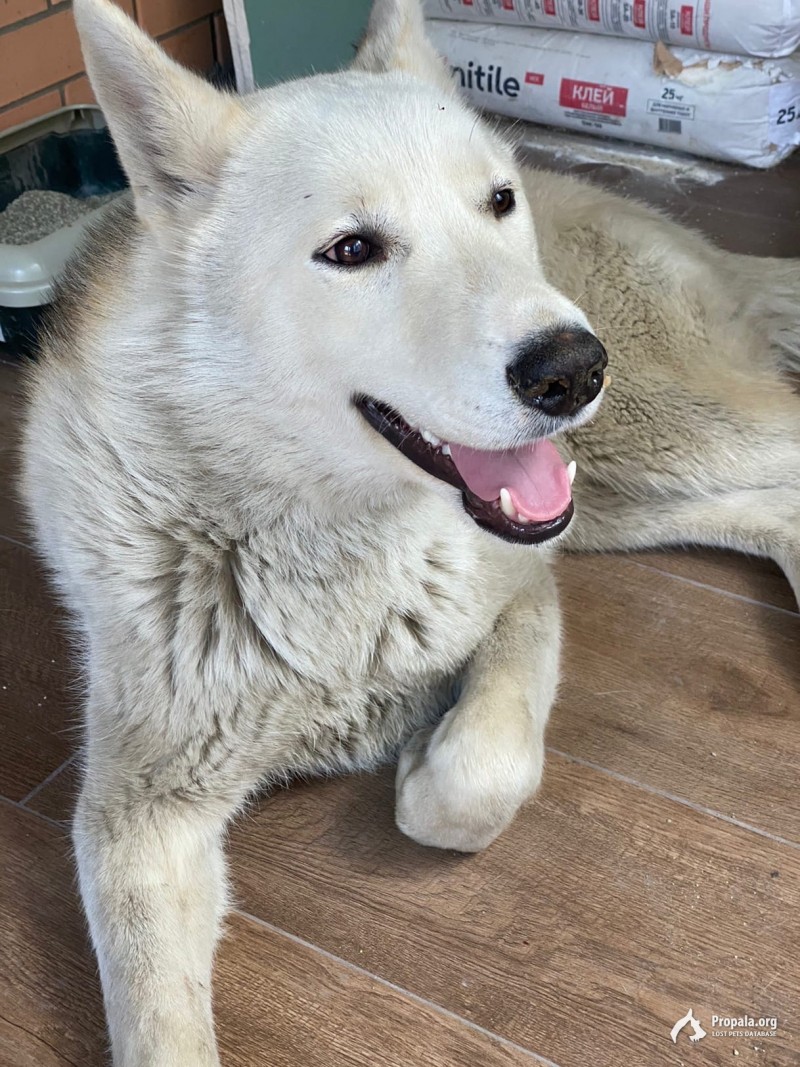 Найден кобель хаски Новочеркасск