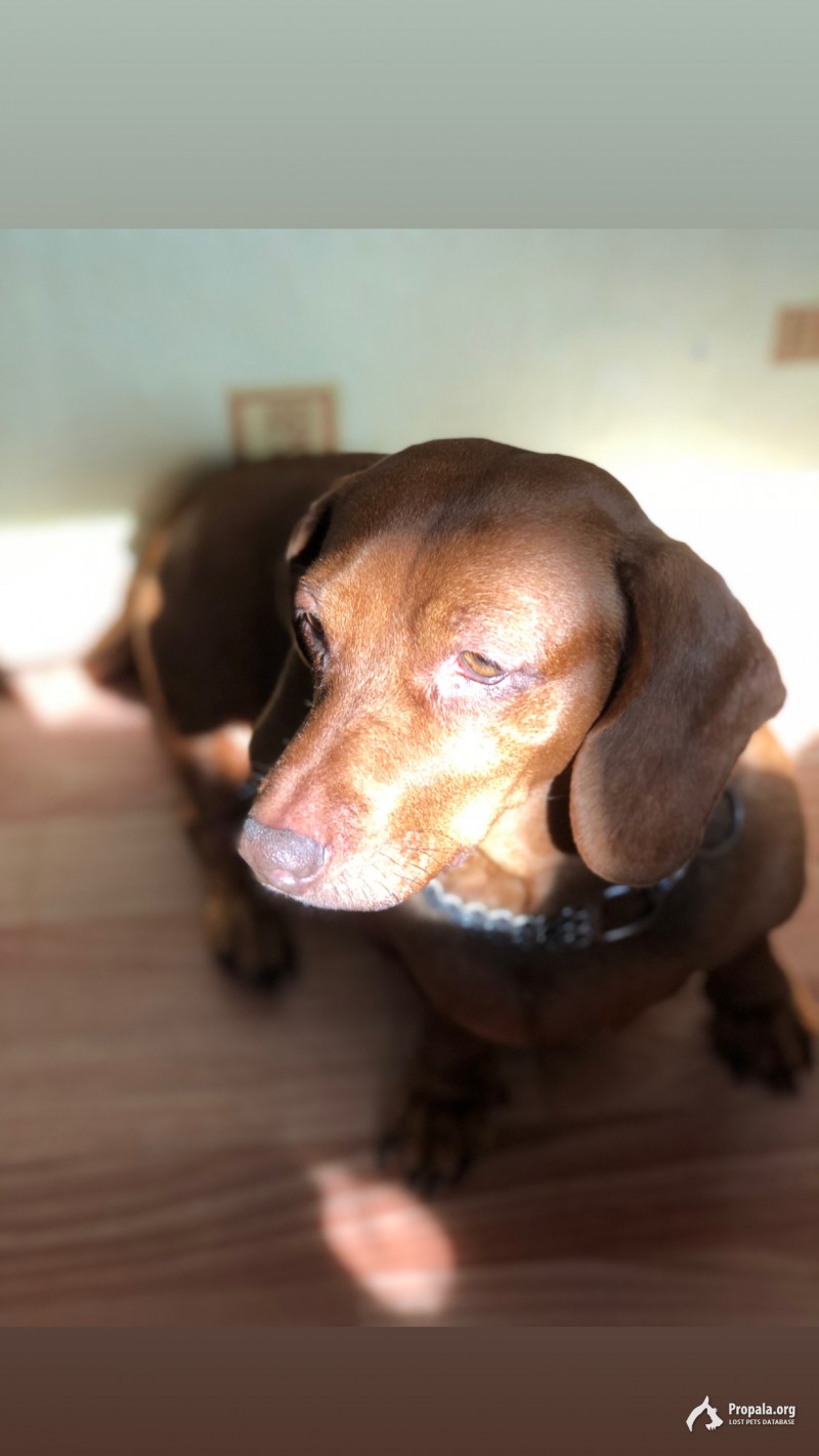 Пропала такса