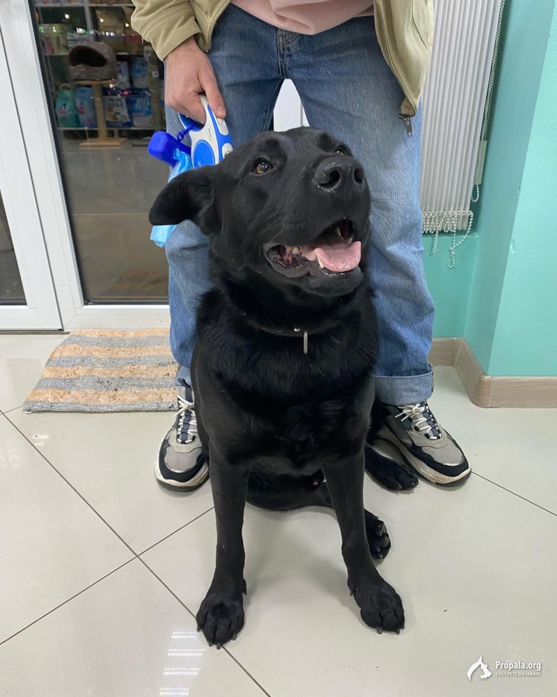 Найдена собака Краснодар Восточно Кругликовская