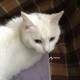 Пропал белый кот