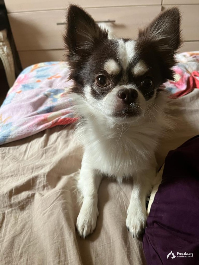 Чихуахуа Черно-белый. Пропал 12. 03. 2023