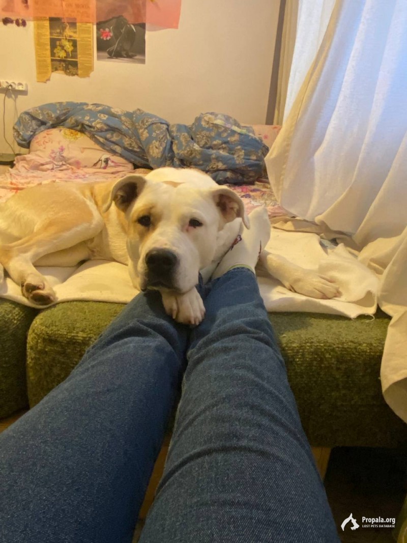 Пропала собака!