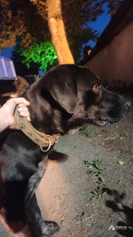 НАЙДЕНА СОБАКА (17.07.2021)