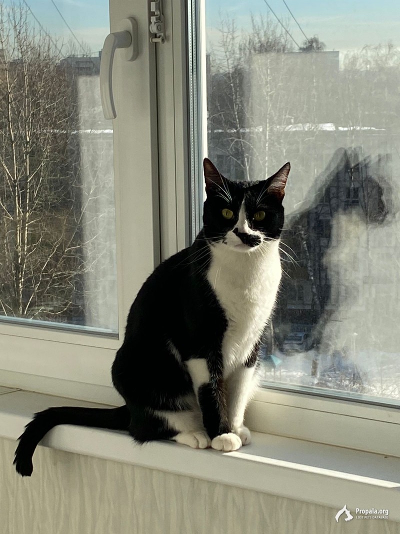 Пропал Кот Лелик! Нашедшему гарантируем вознаграждение!