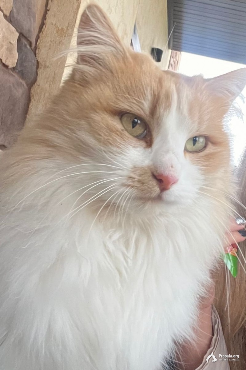 Милая кошка Шайни ищет дом бесплатно в добрые руки