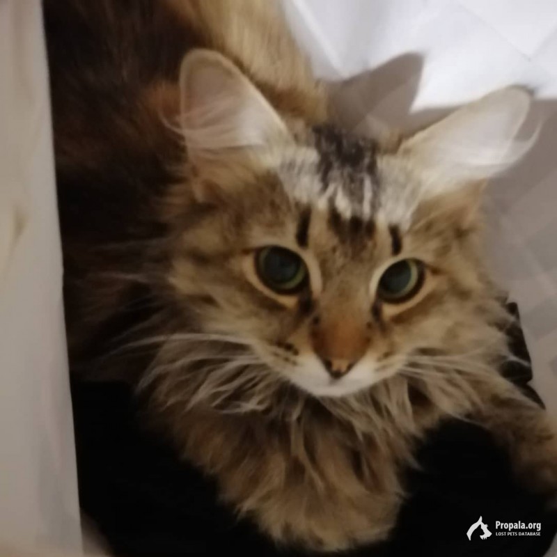 Пропала моя милашка