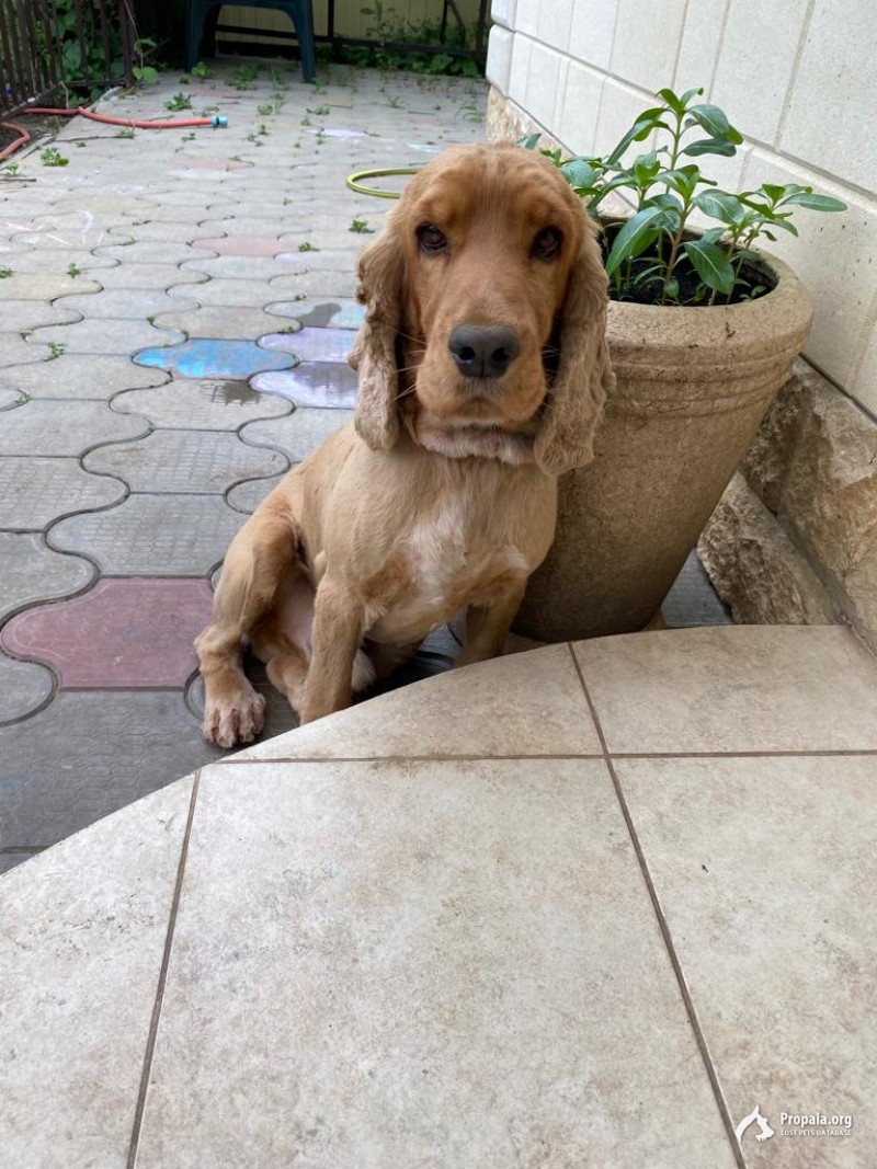 Пропал мальчик