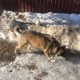 Найдена возрастная собака