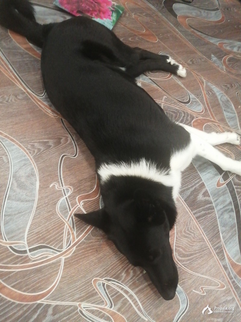 г. Серпухов 23декабря2021найден кабель лайки