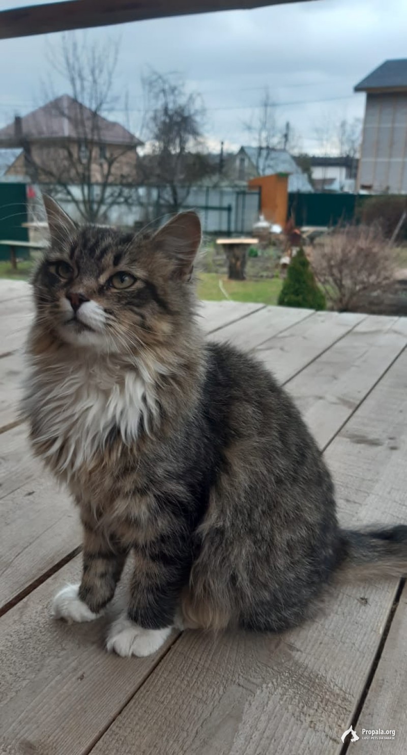 Кот ищет хозяев