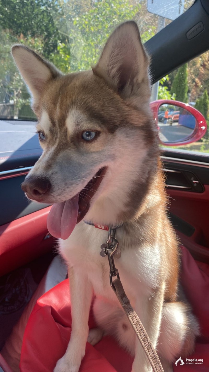 Потерялся щенок Ларс