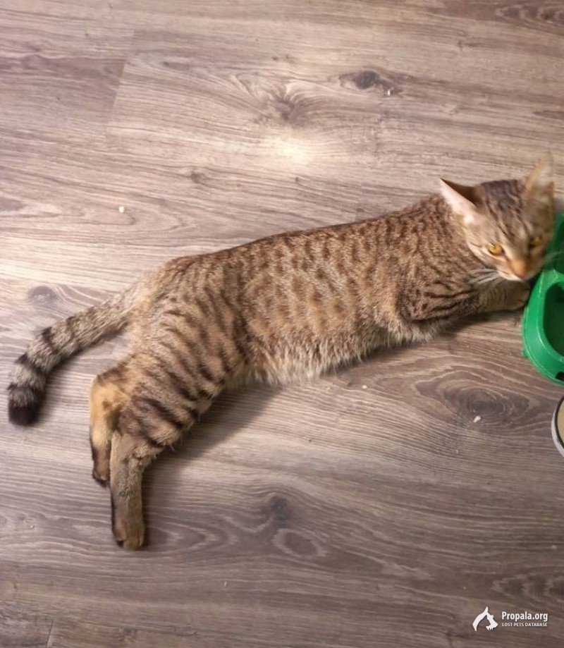 Пропал кот.