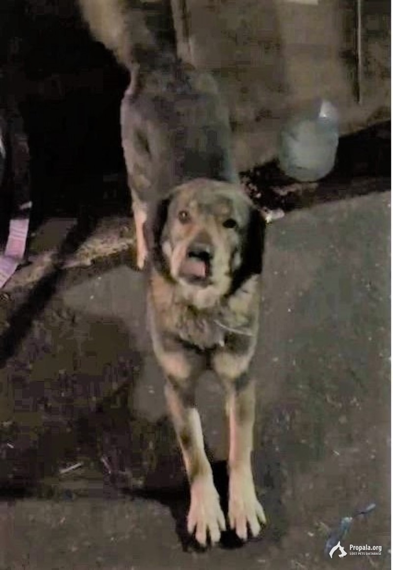 Кобель. 7 лет. Был ошейник.