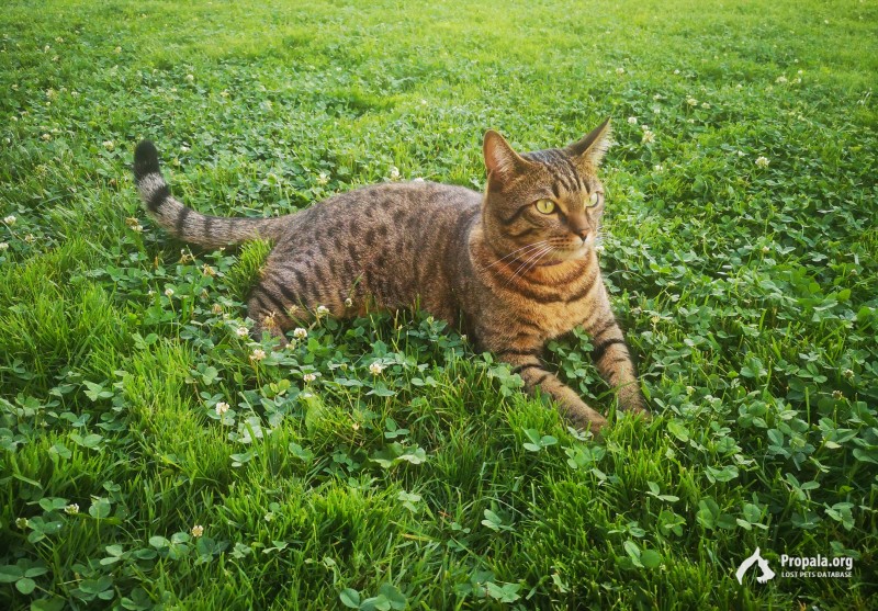 Попал кот Напик!