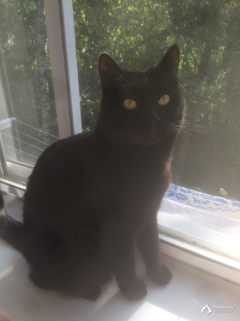 ПРОПАЛ КОТИК