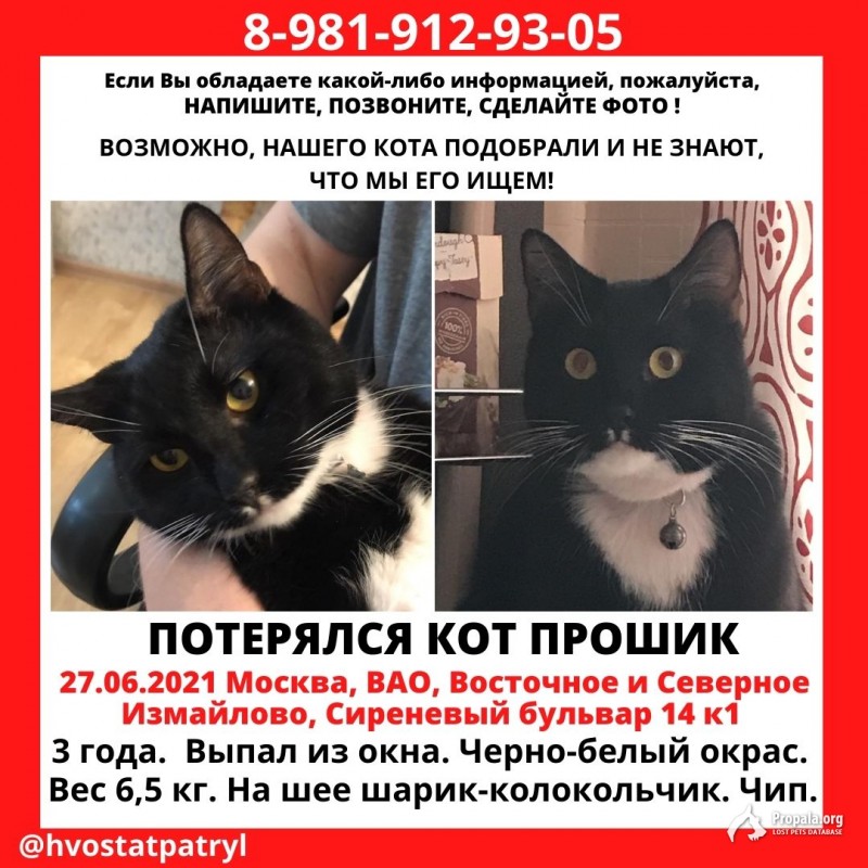Пропал кот на Сиреневом бульваре