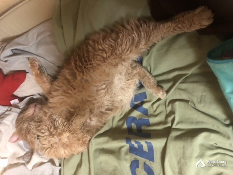 Пропал кот.