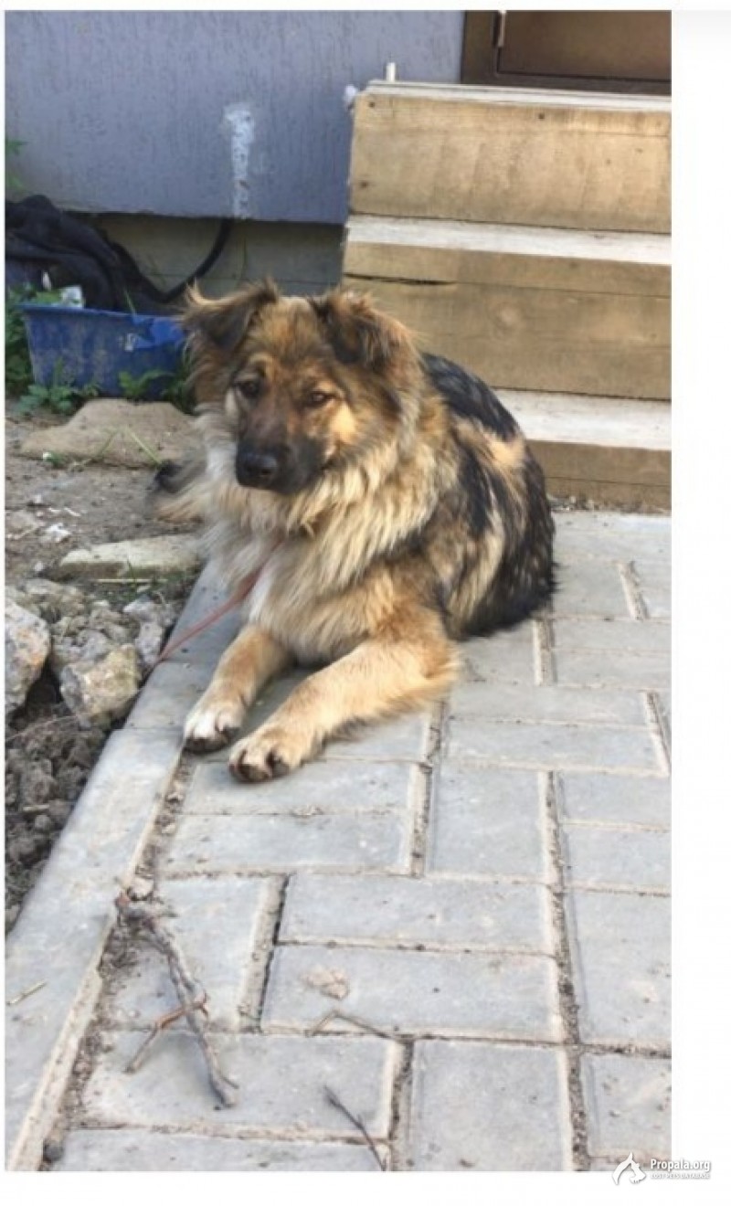 Убежала собака . Ст. Взлетная