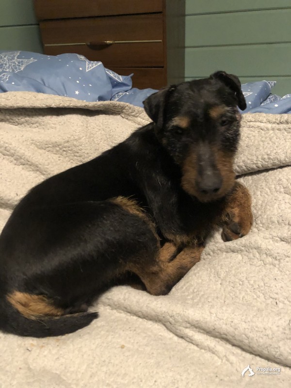 Найдена собака ягдтерьер