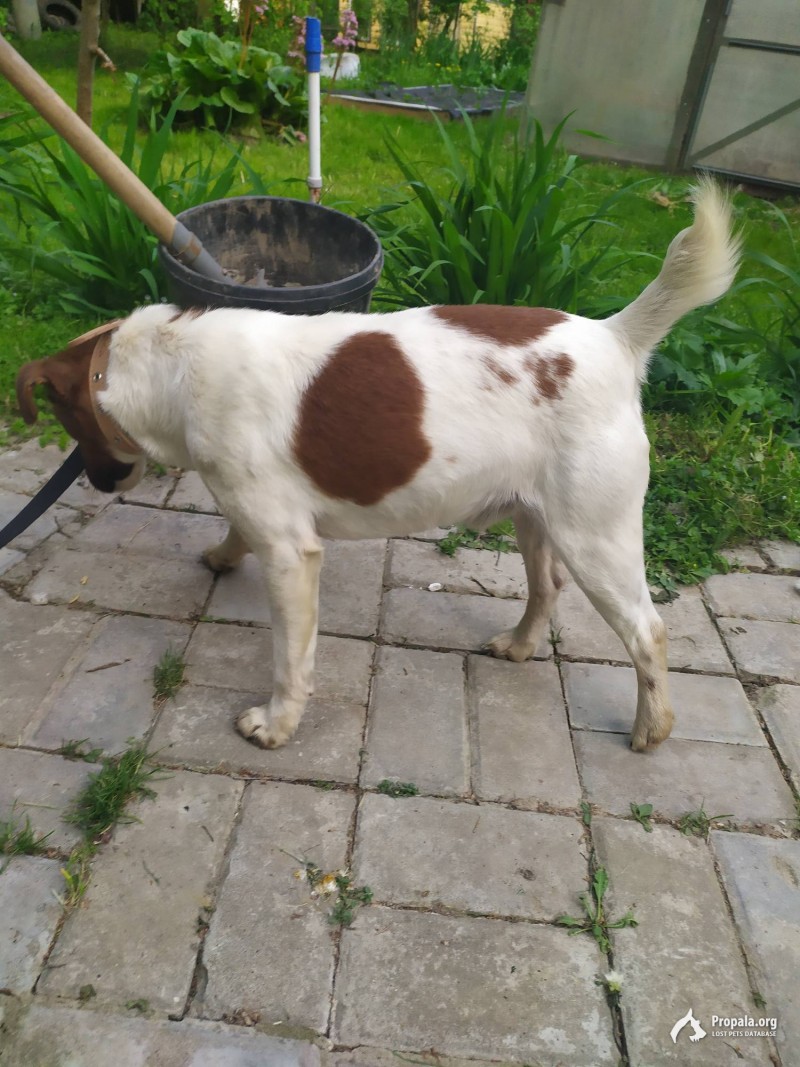 Найдена собака