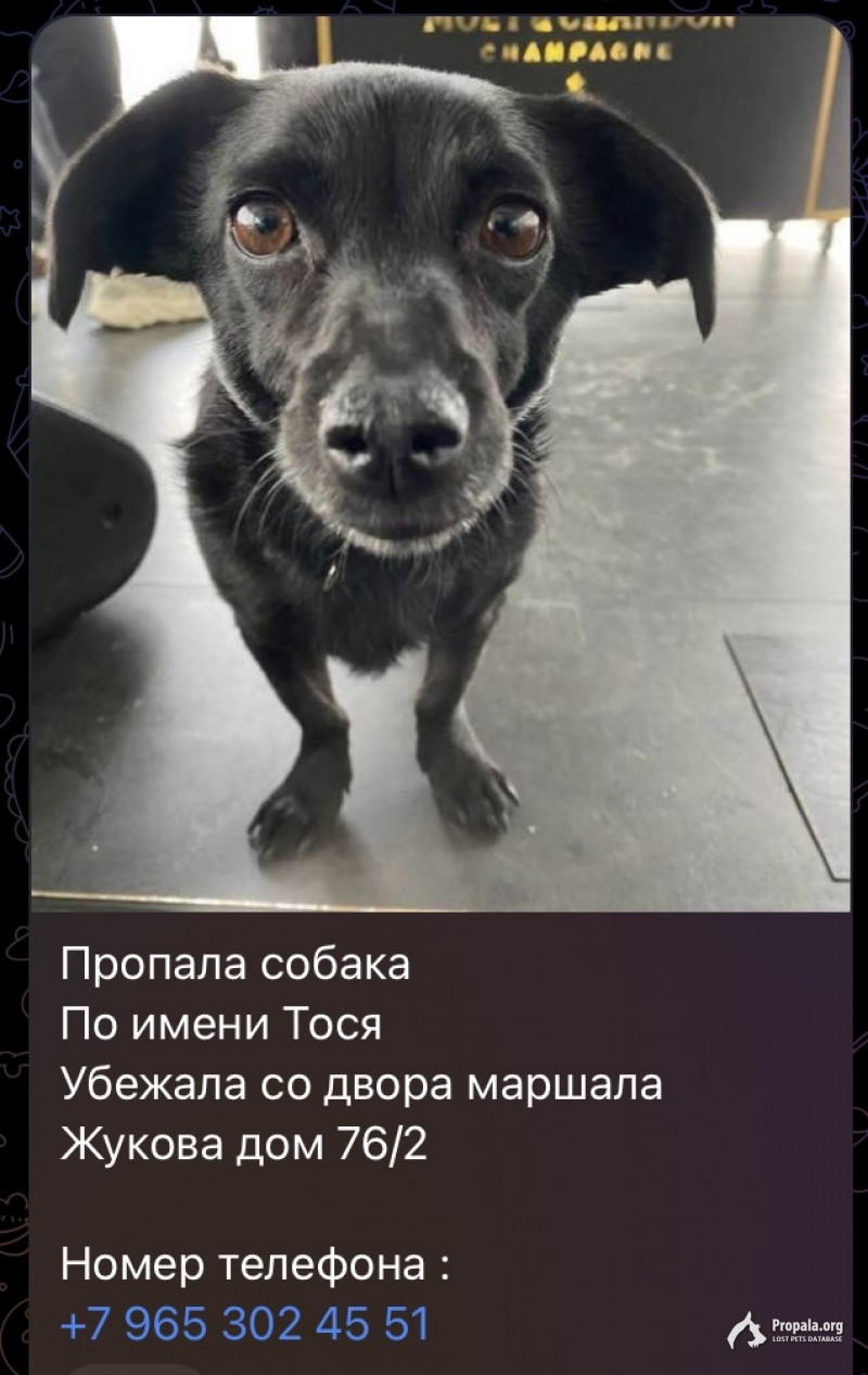 ПРОПАЛА ТОСЯ!!!