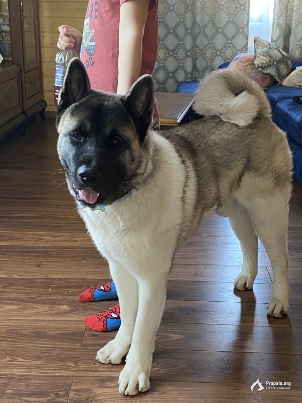 Пропала собака